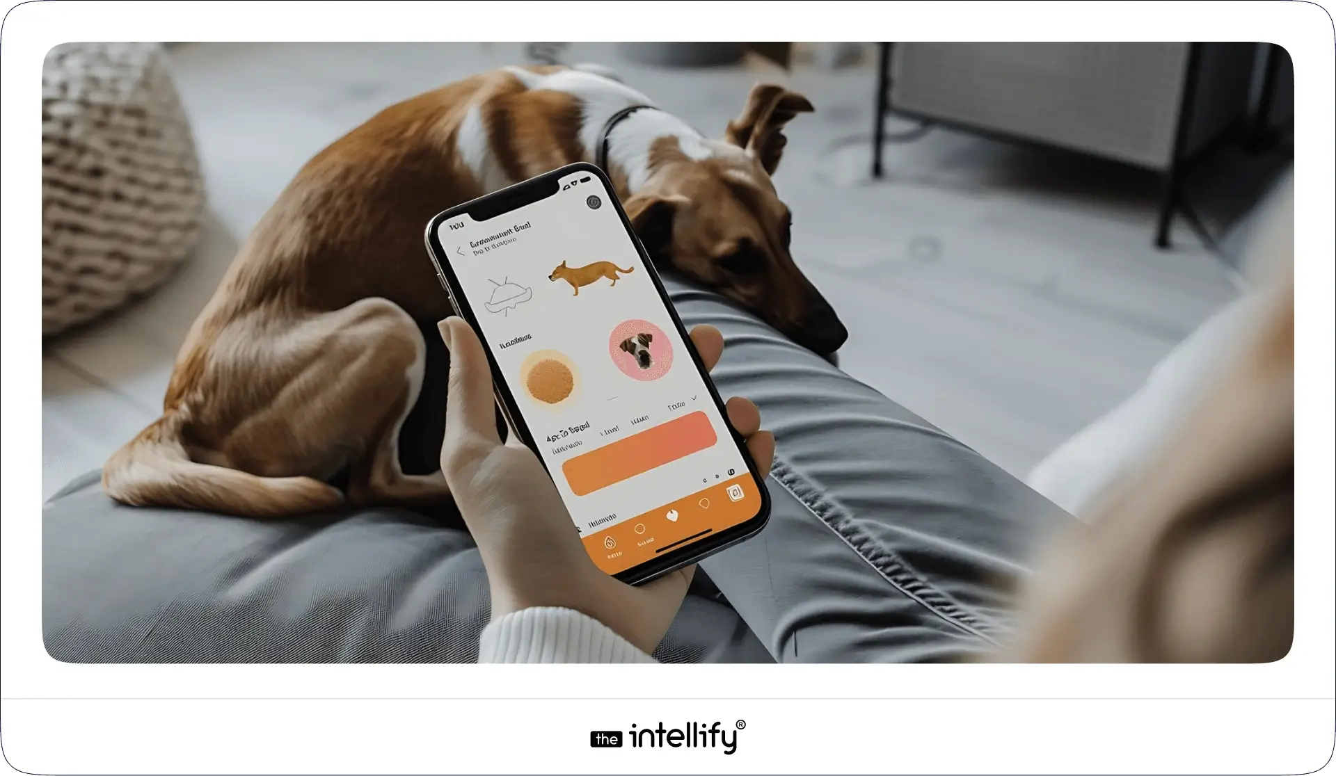 What does a pet care app do?